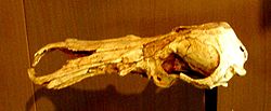  crâne d'Obdurodon dicksoni