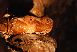  Guacharo des cavernes (Steatornis caripensis)