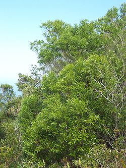  Buissons de bois d'olive blanc sur le Piton Montvert à Saint-Pierre-de-la Réunion