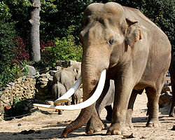  Éléphant d'Asie (Elephas maximus)