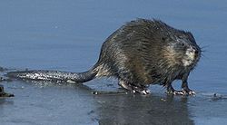  Rat musqué (Ondatra zibethicus)