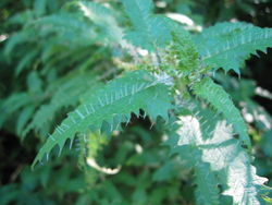 Vue rapprochée de feuilles d’ongaonga (Urtica ferox)