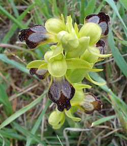  Ophrys lupercalis