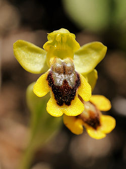 Ophrys jaune