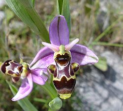  Ophrys bécasse