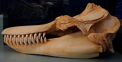  Les Gnathostomes possèdentdes mâchoires cartilagineuses.Squelette dOrcinus orca