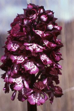  Orchis pourpre