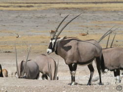  Oryx gazella