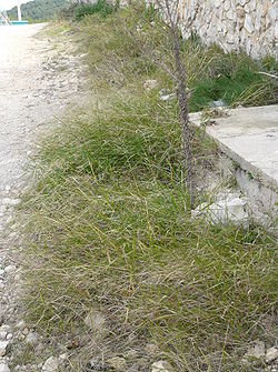 Oryzopsis miliacea, Espagne