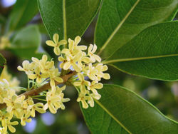  Feuilles et fleurs d'olivier odorant