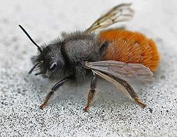 Une Osmie cornue, espèce d'abeille solitaire