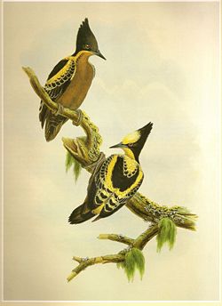 Pic canente (Hemicircus canente). Peinture de John Gould & William Hart, Birds of Asia, 1873-77.