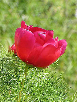 Paeonia tenuifolia