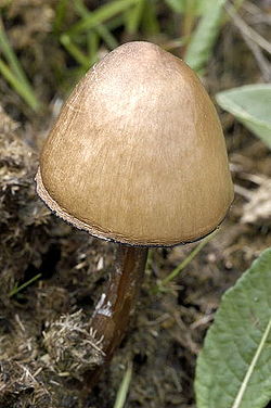  Panaeolus.semiovatus