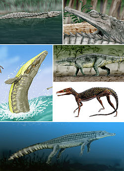  Exemples de crurotarsiens aujourd'hui disparus.Dans le sens des aiguilles d'une montreà partir d'en haut à gauche : Longosuchus meani (un aetosaure), Angistorhinus grandis, (un phytosaure), Saurosuchus galilei (un rauisuchien), Pedeticosaurus leviseuri (un sphenosuchien), Chenanisuchus lateroculi (un dyrosauridé) et Dakosaurus maximus (un thalattosuchien).