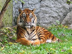  Panthera tigris sumatrae