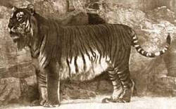  Tigre de la Caspienne (Panthera tigris virgata)