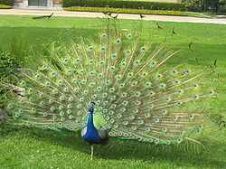  Un paon bleu au Jardin Massey à Tarbes