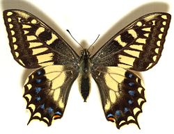 Papilio hospiton