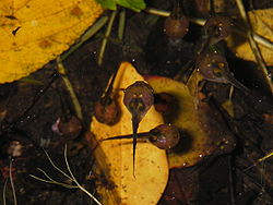  Têtards de Paradoxophyla palmata