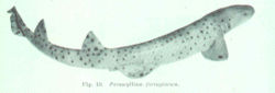  Parascyllium ferrugineum