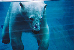  L'ours blanc est un très bon nageur (Aquarium du Québec)