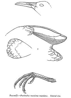  Pardirallus maculatus