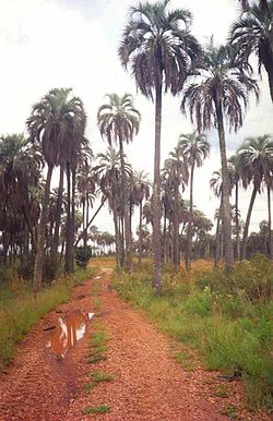  Butia yatay dans son habitat naturel