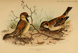  Passer shelleyi à droite,Moineau de Somalie (P. castanopterus) à gauche
