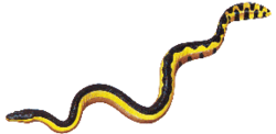  Pélamide - Serpent marin noir et jaune