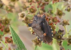  Punaise à pattes rousses (Pentatoma rufipes)