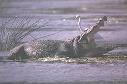  Crocodile des marais