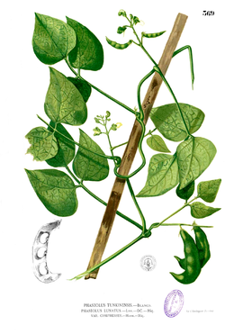  Phaseolus lunatus (graines immatures)