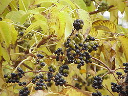Phellodendron amurense avec ses fruits noirs