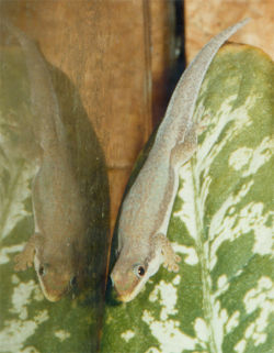  Phelsuma modesta leiogaster