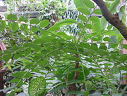  Phyllanthus juglandifolius