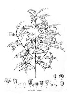  Phyllonoma ruscifolia