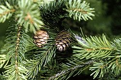  Picea rubens, détails cônes et feuillage