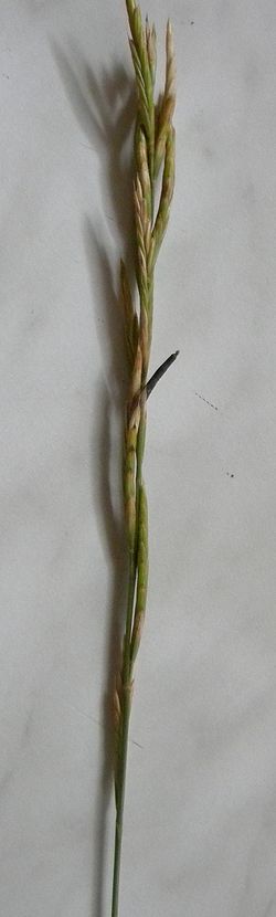 Brachypodium pinnatum avec Claviceps purpurea