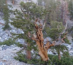  Pinus longaeva