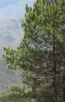   Pinus merkusii 