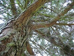 Écorce du Pinus muricata.