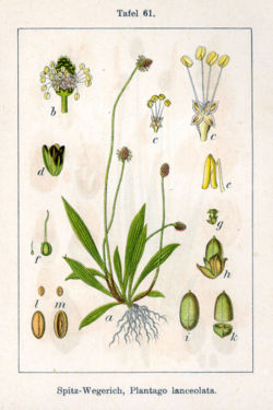  Plantago lanceolata L.