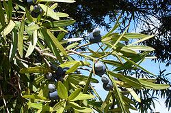  Podocarpus elatus : feuilles et cônes