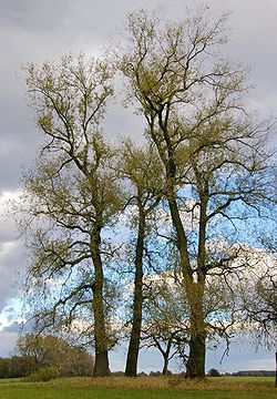  Populus nigraSilhouette caractéristique