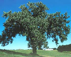  Populus deltoides
