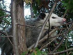  Opossum (Didelphis virginiana)