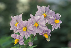  Fleurs de Solanum tuberosum