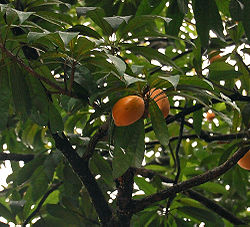 Fruits de Pouteria campechiana