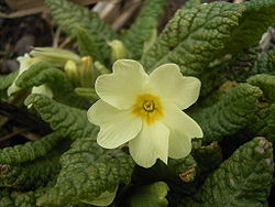  Primula vulgaris